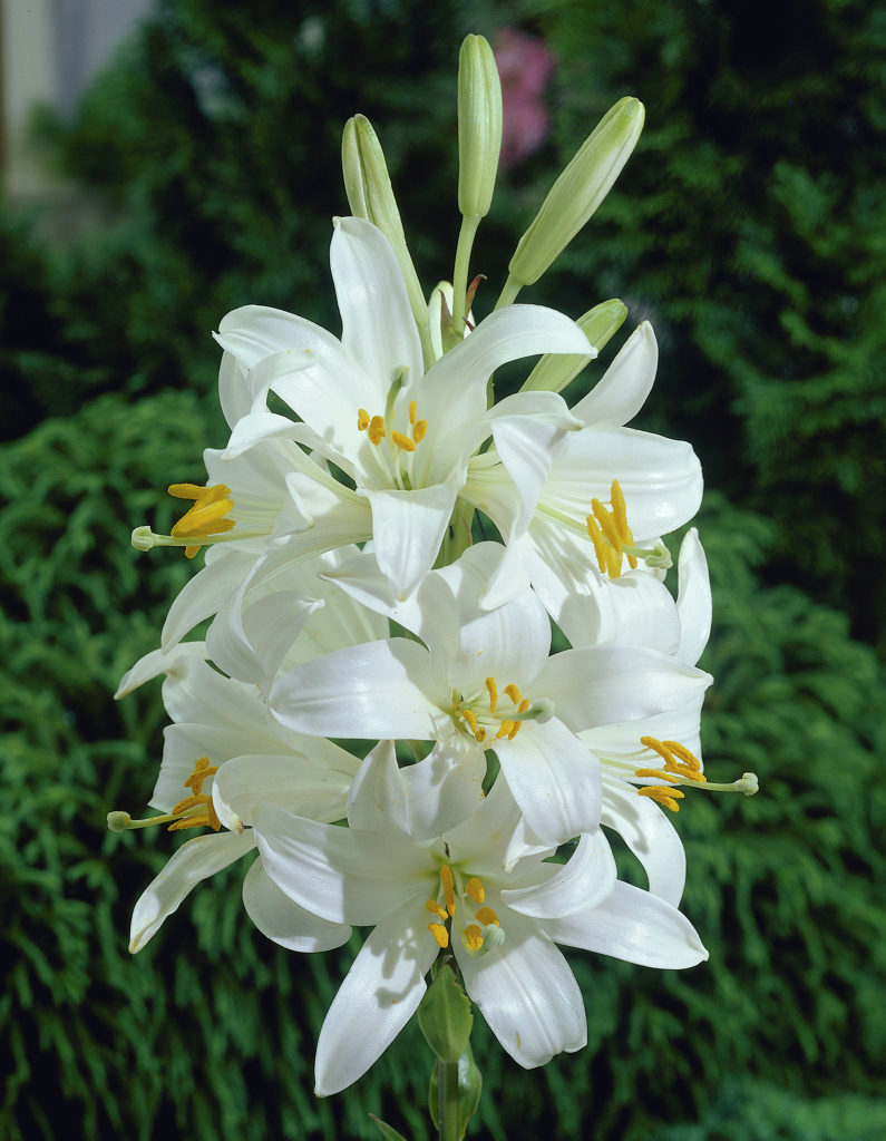 لیلیوم کاندیدوم